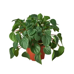 Peperomia 'Rana Verde' - 6" Pot - NURSERY POT ONLY